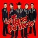 tigres-norte26